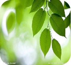 繆斯